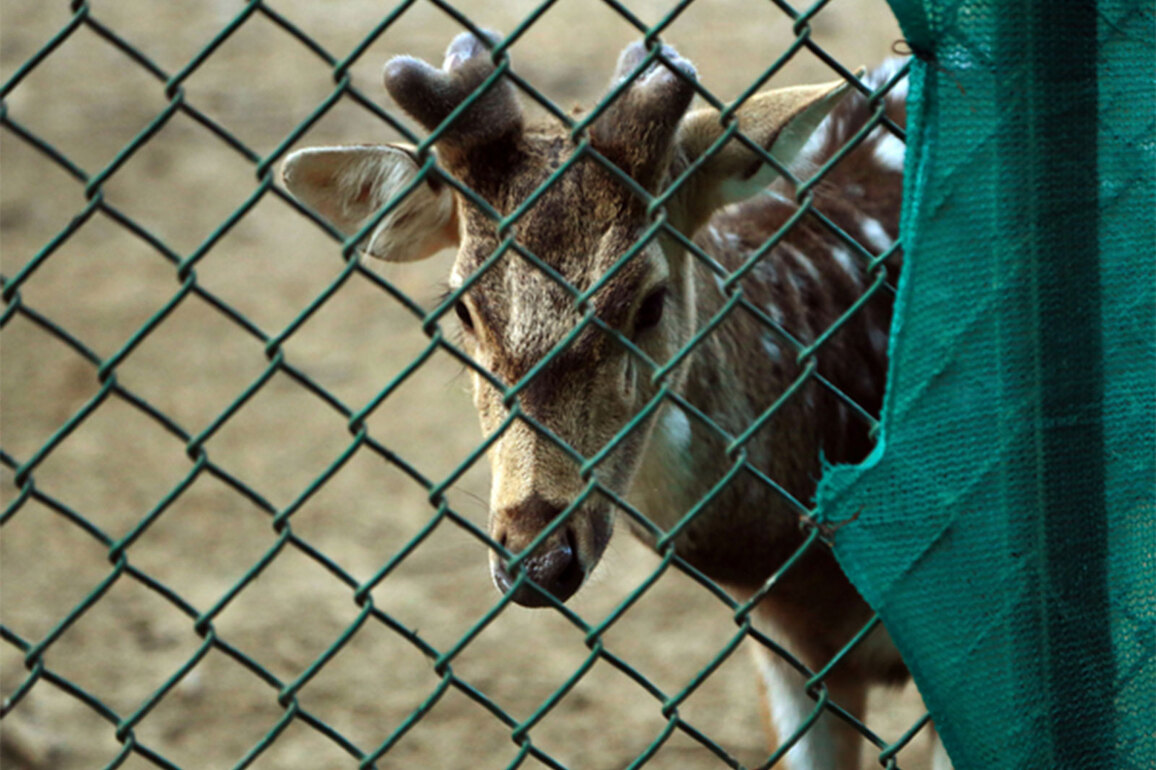 Davanagere: Four spotted deer die at Indira Priyadarshini Mini Zoo; facility closed for public viewing until further orders