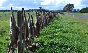 NSW Farmers accused the State Government of ignoring farmers' needs in its proposed firearms reforms.