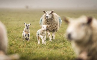 Welsh organic farmer asked to obey rules with no contract for Habitat Wales Scheme