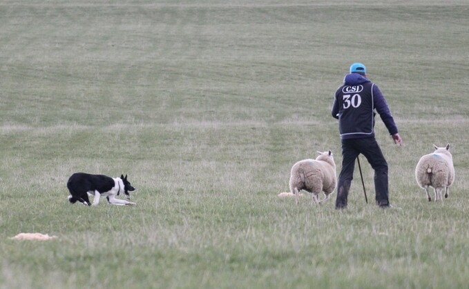 Working Dogs: Kevin Evans clinches Four Nations Nursery title