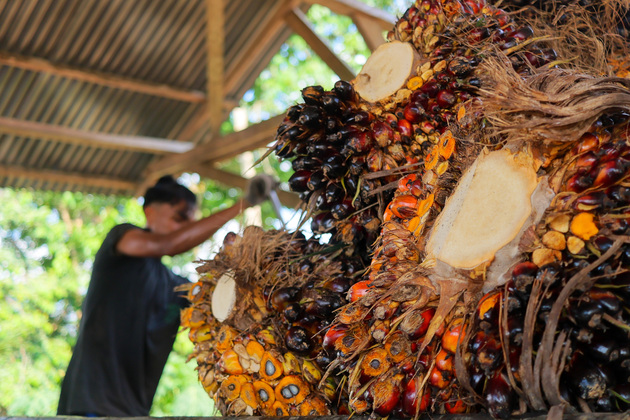 INDONESIA-ACEH UTARA-PALM OIL