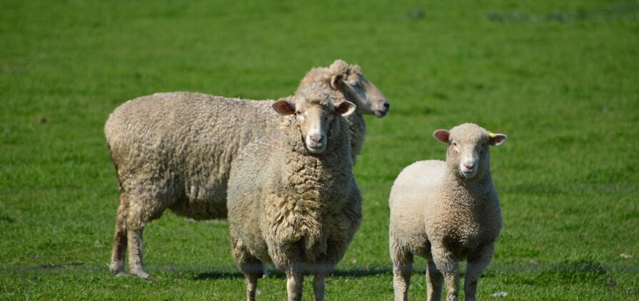 Around 75 per cent of US lamb imports are sourced from Australia. 