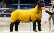 Ballynacannon lamb tops Dark Diamonds sale
