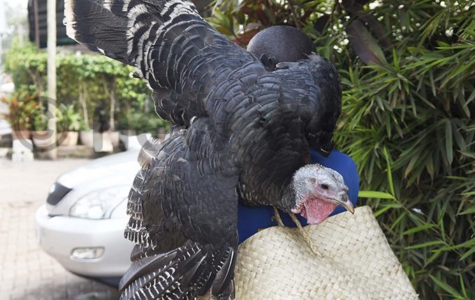  man peddles a turkey along ewinton oad in ampala   bird costs between sh80000120000 hoto by ennedy ryema