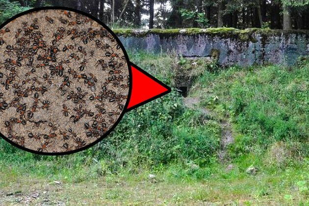 The Soviet-era nuclear bunker cannibal ants mystery explained
