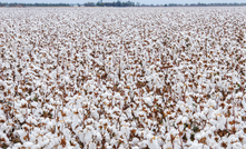 GPA issues a warning after Cotton Australia reports early signs of off-target spray drift damage.  