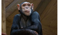 Monkey World goes bananas for Knauf Insulation donation