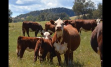  WorkSafe Victoria releases new cattle handling safety information. Picture: Mark Saunders.