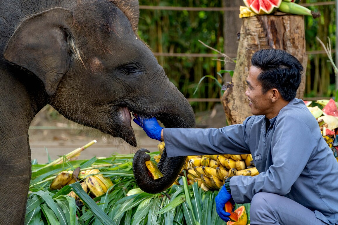 INDONESIA-BALI-WORLD ELEPHANT DAY
