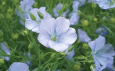 UK winter linseed area set for huge growth
