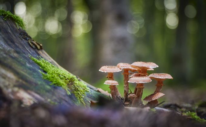 Like mushrooms, shadow IT can sprout in unexpected places