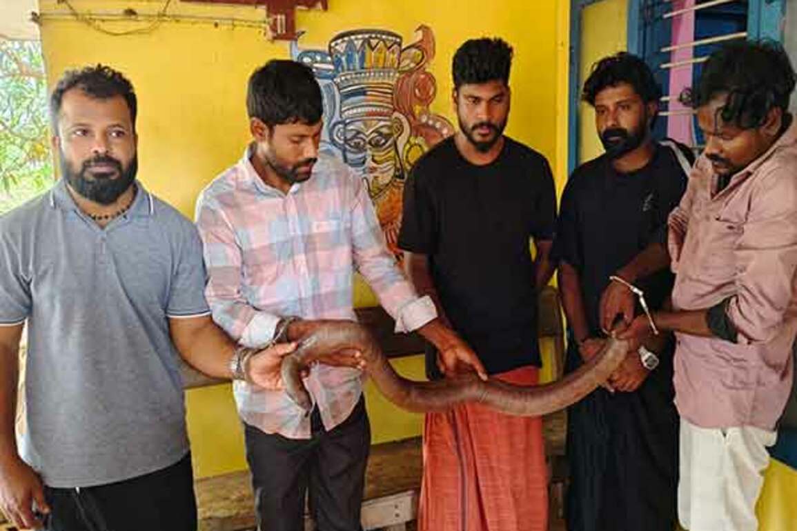 Kerala: Five held for illegal possession of two-toed sand boa in Kannur