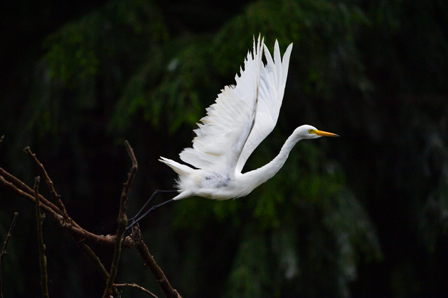 (EcoChina)CHINA-YUNNAN-KUNMING-EGRET (CN)