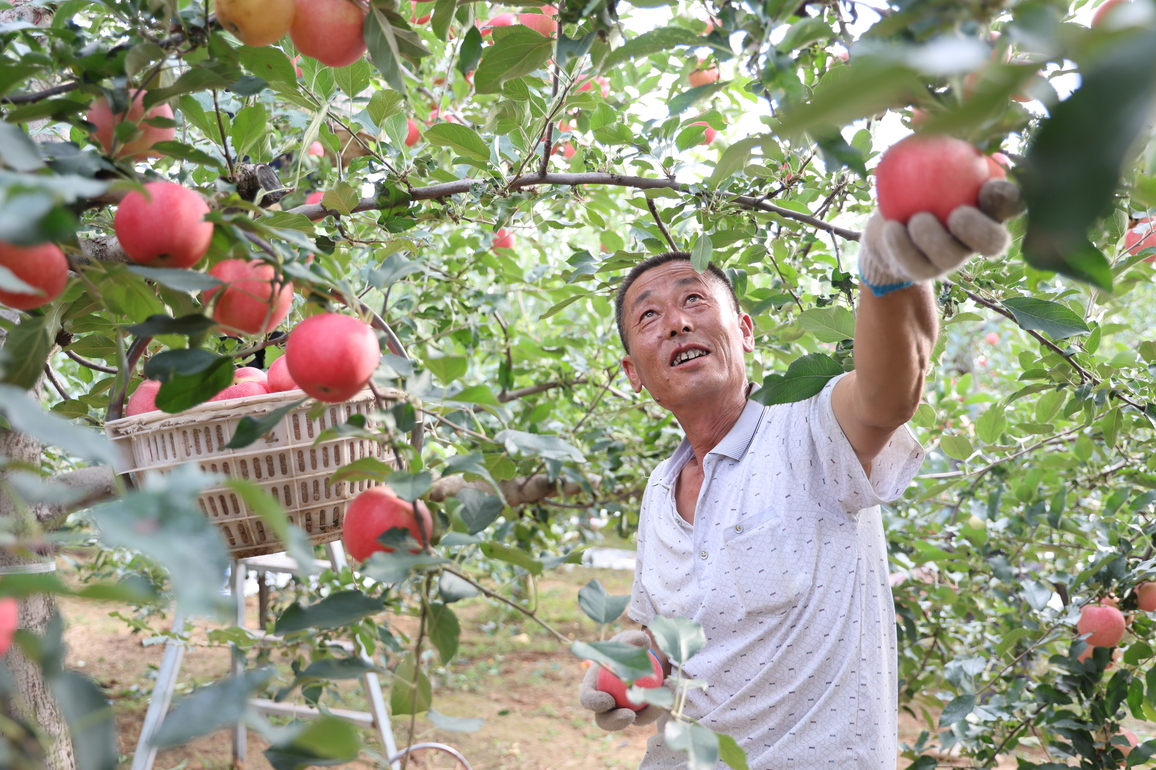 The making of China's apple capital on the Loess Plateau