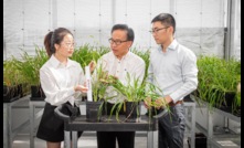  Jingye Cheng (PhD student of the University of Tasmania and Murdoch University), Professor Chengdao Li (Western Crop Genetics Alliance director) and Dr Yong Han (DPIRD molecular geneticist) inspect gene-edited barley at the GRDC Grain Precinct at Murdoch University.