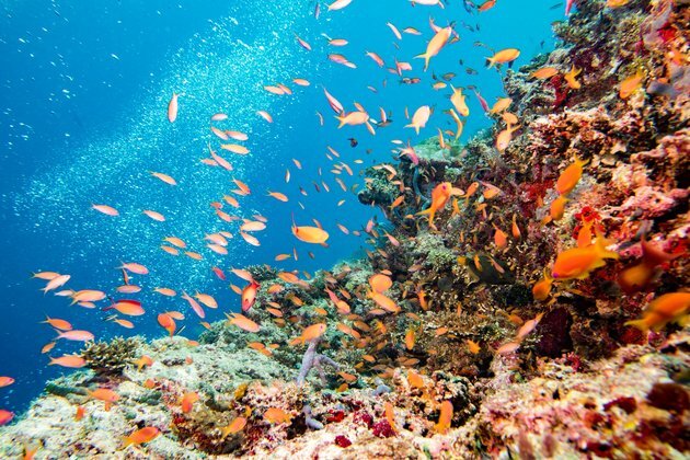 Why marine protected areas are often not where they should be