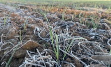 Frost damage and a dry start to spring across many regions has caused uncertainty about yields and grain quality. Credit: Mark Saunders.