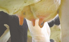 British Mastitis Conference 2020: Potential for further reduction in antibiotic usage at drying off