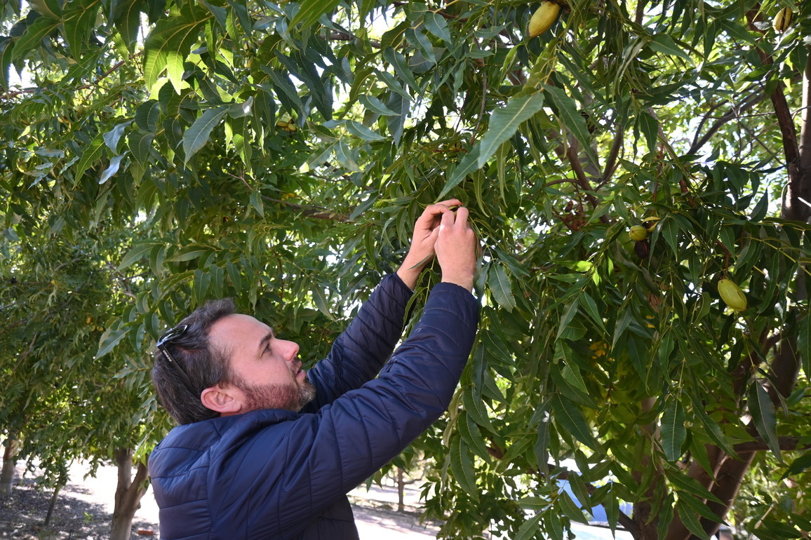 SOUTH AFRICA-PAARL-CHINA-ZERO-TARIFF POLICY-PECAN INDUSTRY