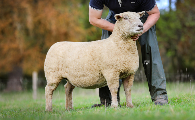 Three-crop ewe which sold for 6,500gns