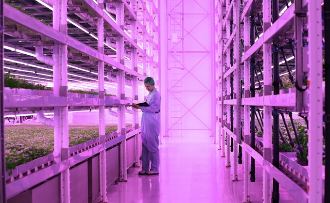 Vertical farming uses 95 per cent less water than traditional methods / Credit: Jones Food Company
