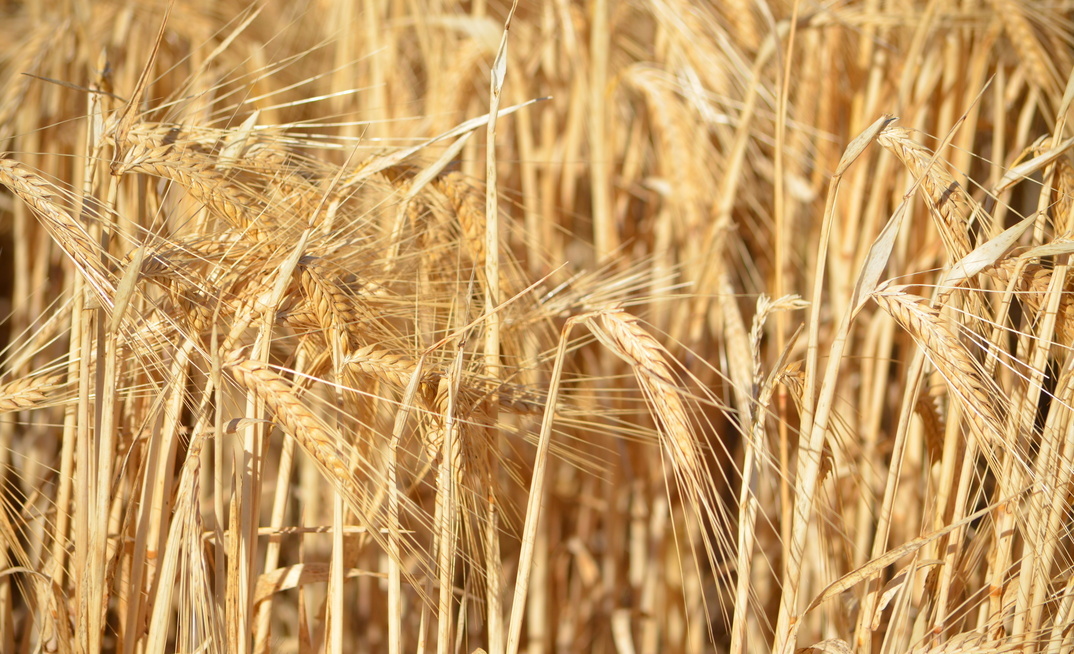Mercado analyst, Nick Booth, said the wheat market was throwing up more twists than an Agatha Christie novel. 