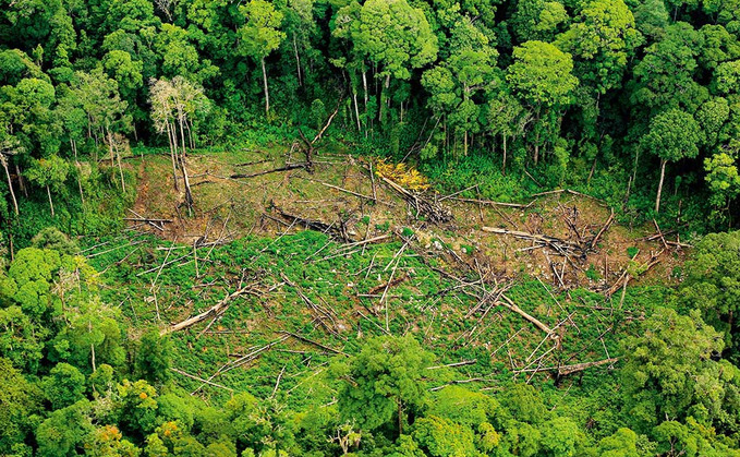 26 nature organisations from around the world urge leaders to support their efforts in combating climate change and biodiversity loss