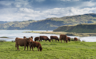 Scottish red meat sector set for £350m growth by 2032