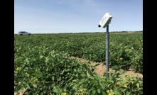  A Goanna Ag canopy sensor in a tomato crop near Swan Hill in Victoria. Image courtesy Goanna Ag.