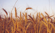 New strain of gluten reduced wheat