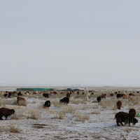 MONGOLIA-COLD WINTER-LIVESTOCK LOSS