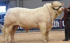 Harestone Ronaldinho tops Charolais at 24,000gns