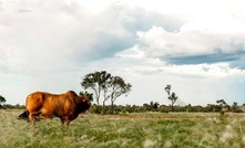 Maronan says silver can unlock significant copper-gold resource