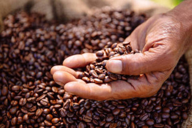 Major coffee producer's exports surge
