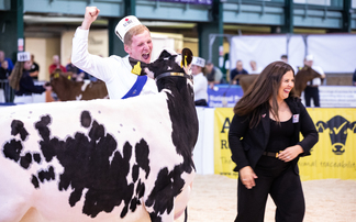 Hot competition in the showmanship ring at All Breeds All Britain