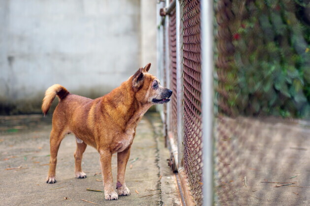 LAPD dog shooting- Dr. James Crosby on police dog encounters and less-lethal options