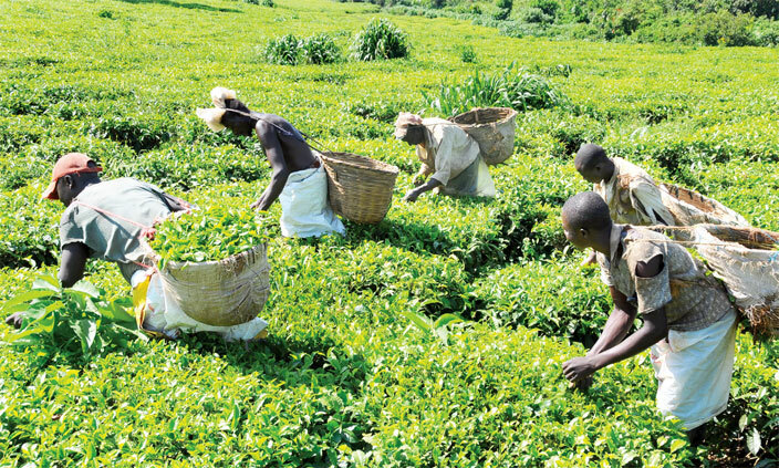 orkers picking tea leaves for panga rowers ea actory ea growing is one of the sectors employing many people in the area