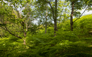 'UK first': Greenshank Environmental debuts online platform for Biodiversity Net Gain credits