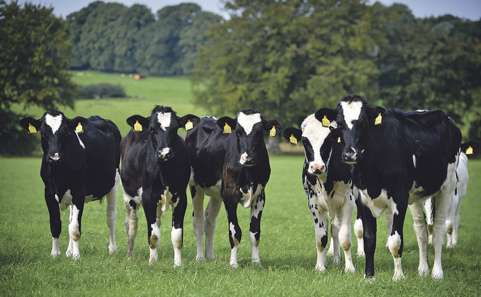 AHDB data shows the average age of dairy cows in the UK to be4.53 years old.