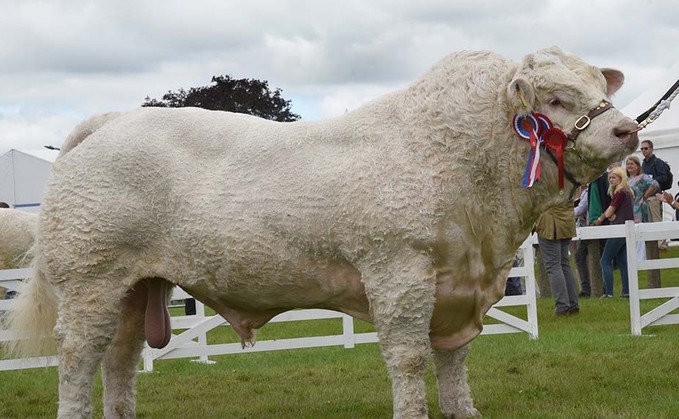 Charolais bull leads pedigree beef at Great Yorkshire Show