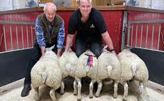 Auction mart sales round-up: Strong trade for quality prime lambs; Store lamb average up on the year; Sheepdogs to £13,700; Panda Holsteins top at 15,000gns
