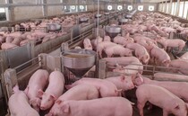 Pig gene-editing technology developed by UK researchers approved for US market