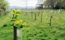Green shoots: English woodland creation hits record levels