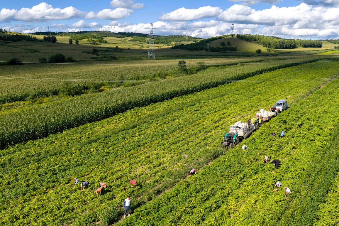 CHINA-INNER MONGOLIA-HULUN BUIR-GOLDEN BERRY-HARVEST (CN)