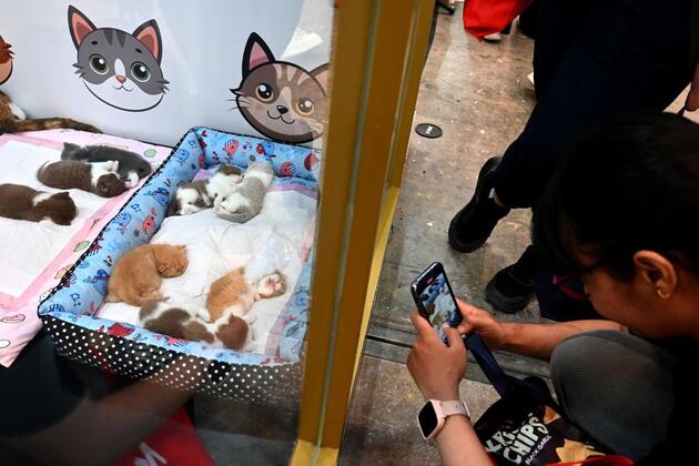Asia Album: International Pet Expo 2025 in Indonesia