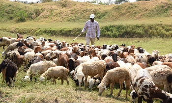 Kayanja 350x210