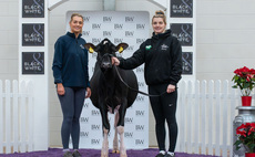 First choice Holstein heifer tops Black and White sale at Carlisle