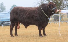 Salers bull claims beef supreme  at Bucks County