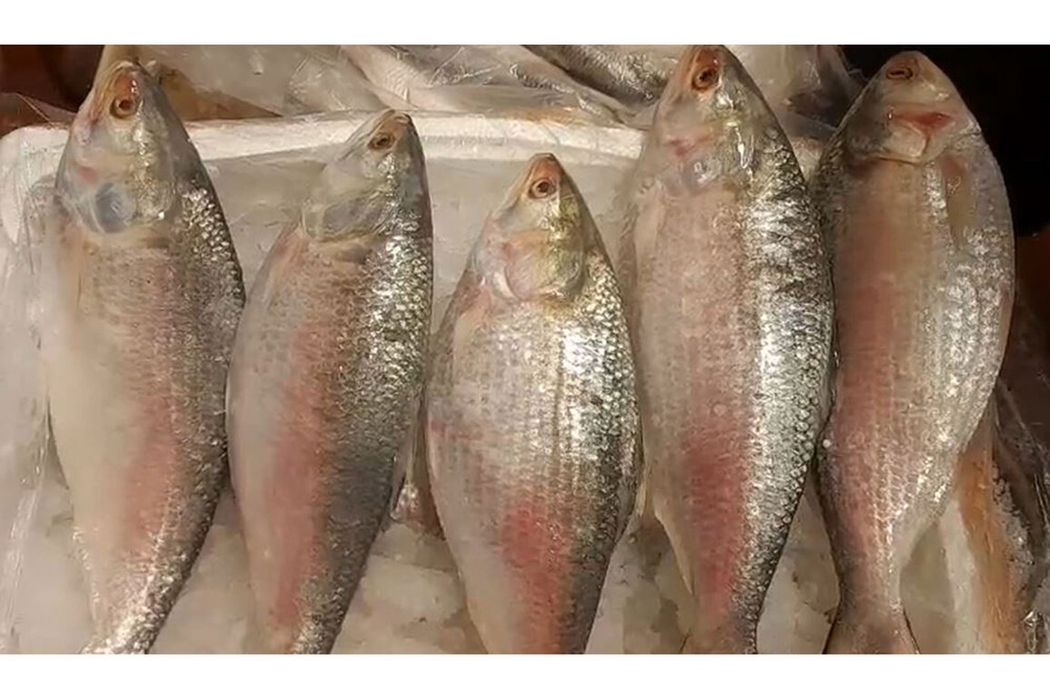 'Fish is good, but rates too high': Hilsa retailers wary as first batch arrives from Bangladesh ahead of Durga Puja