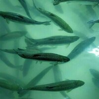 Car tires are polluting the environment and killing salmon. A global plastics treaty could help